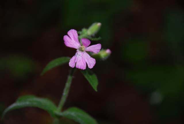 Silene dioica (Caryophyllaceae)